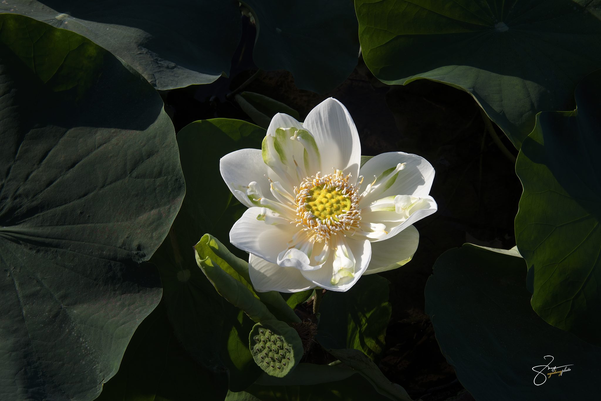 Lotus - Hoa Sen